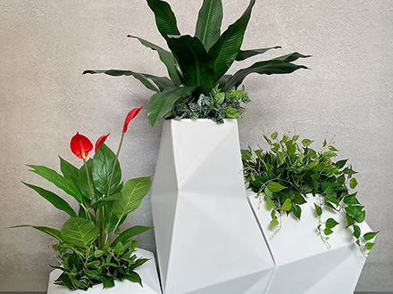 西安綠植租賃
